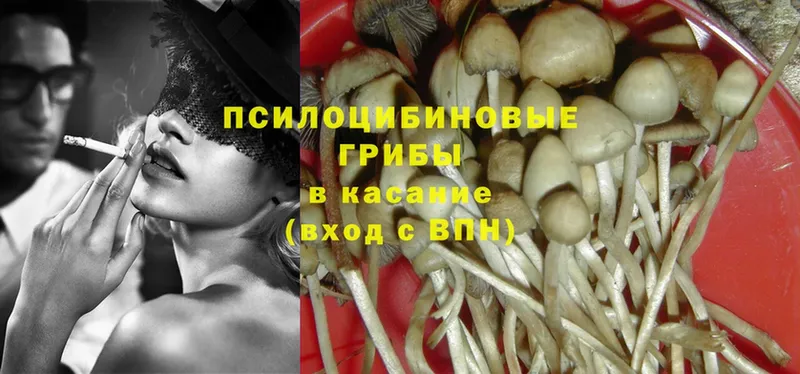 Псилоцибиновые грибы Psilocybe  Лакинск 